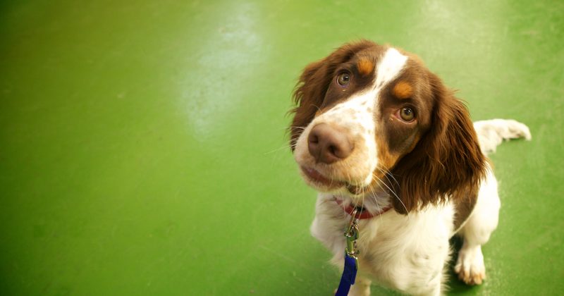 BATTERSEA DOGS AND CATS HOME (PR IMAGES) – Click image to view project