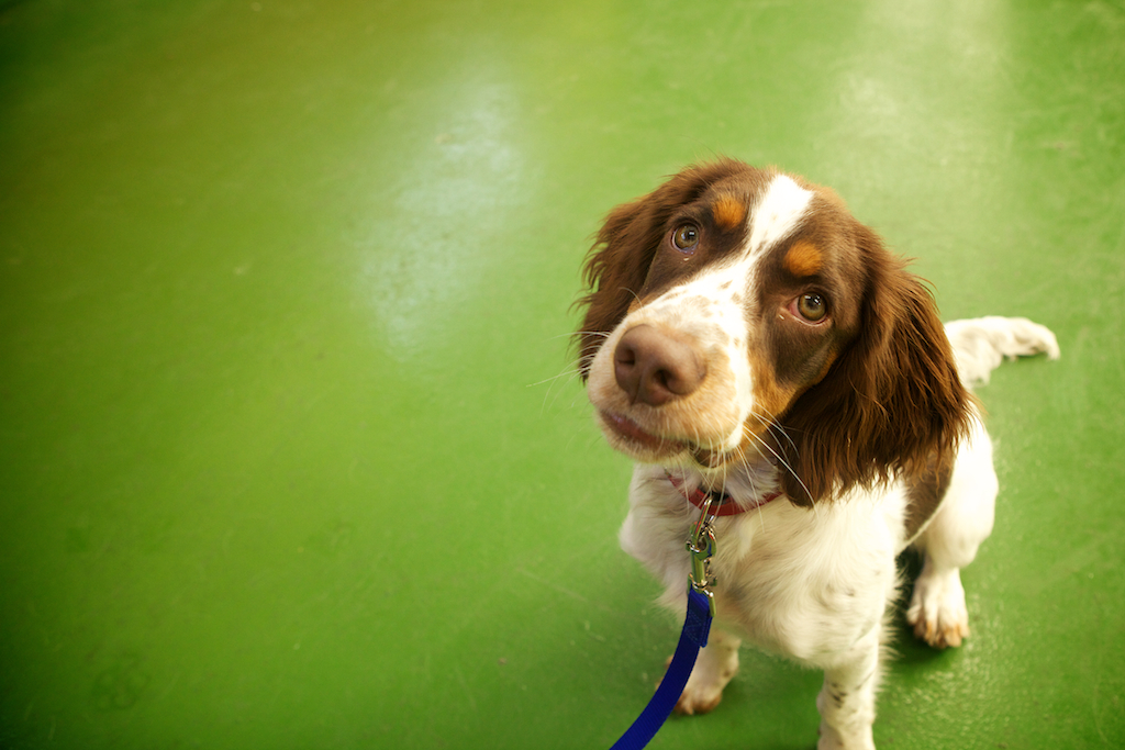 BATTERSEA DOGS AND CATS HOME (PR IMAGES) – Click image to view project